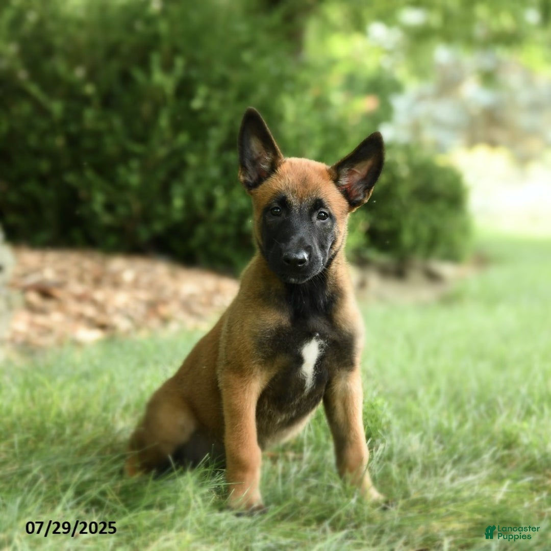 Belgian Malinois dogs for sale: Clementine - Image 1