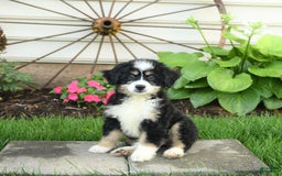 Mini Bernedoodle dogs for sale: Penny - Image 6