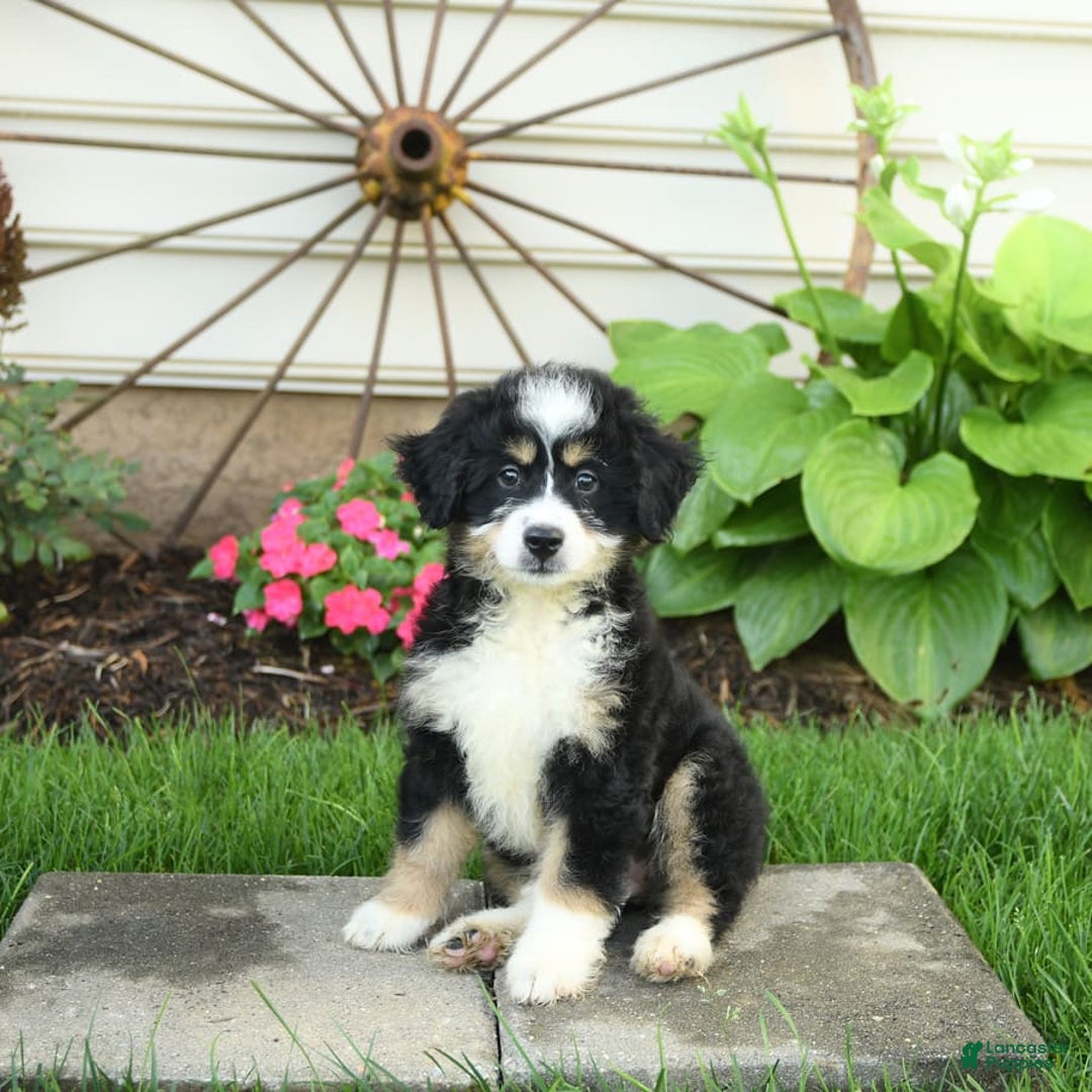Mini Bernedoodle dogs for sale: Penny - Image 6