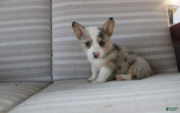 Welsh Corgi Pembroke dogs for sale: Lexi - Image 8
