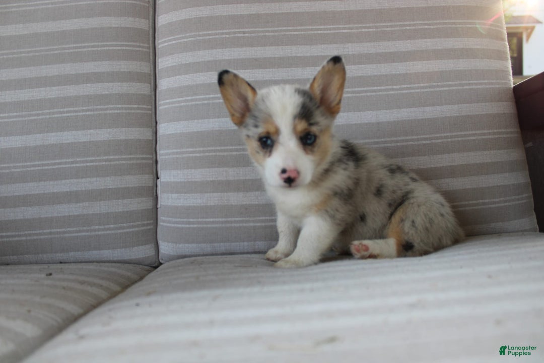Welsh Corgi Pembroke dogs for sale: Lexi - Image 8