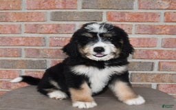 Bernedoodle dogs for sale: Max - Image 9
