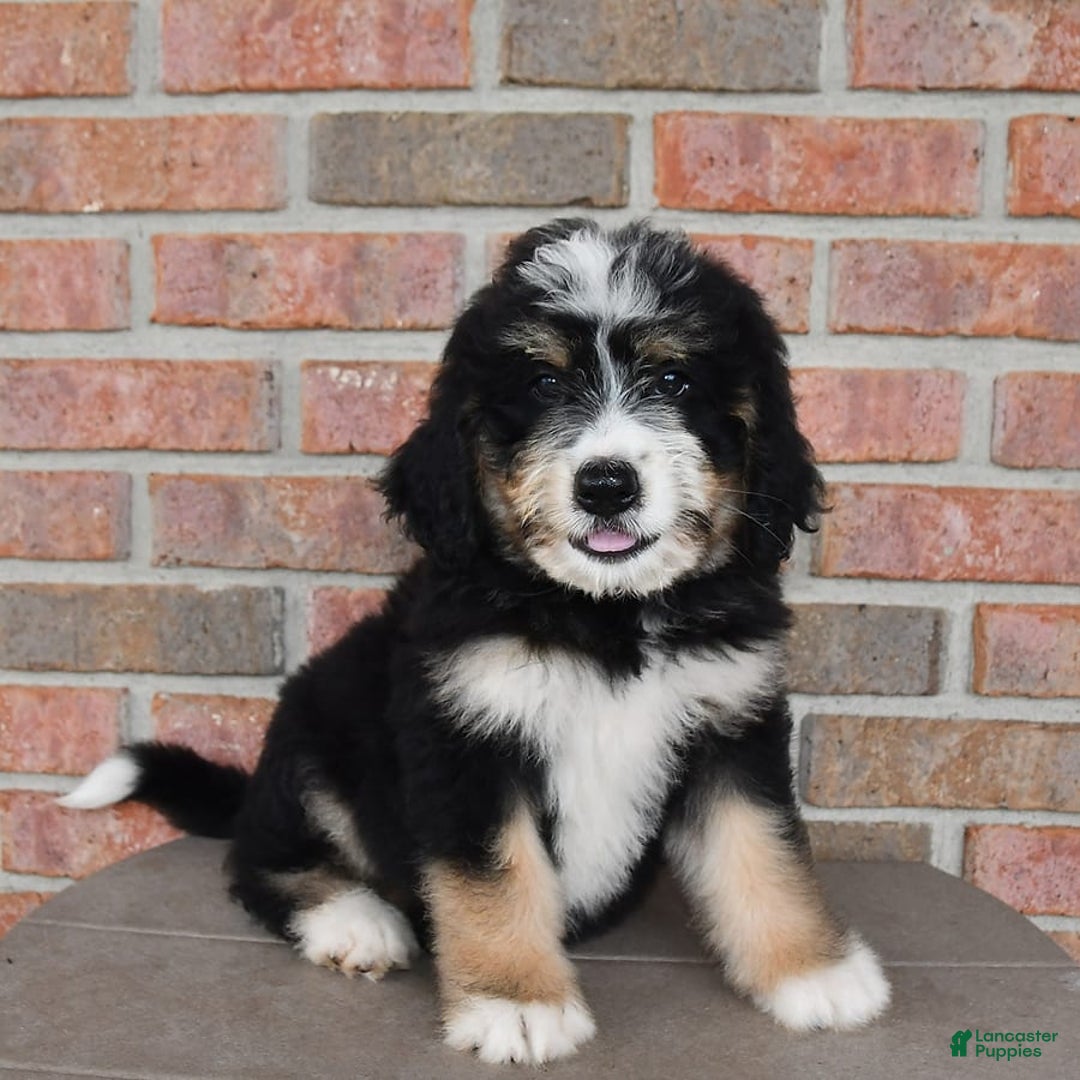 Bernedoodle dogs for sale: Max - Image 9
