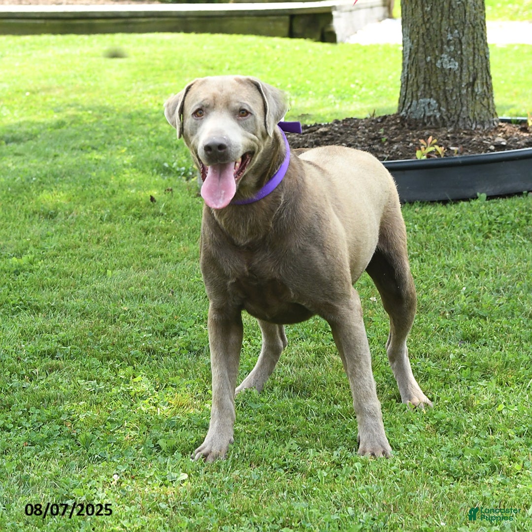 Labrador Retriever dogs for sale: Candice - Image 7