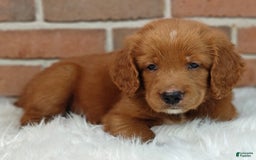 Goldendoodle dogs for sale: River - Image 24