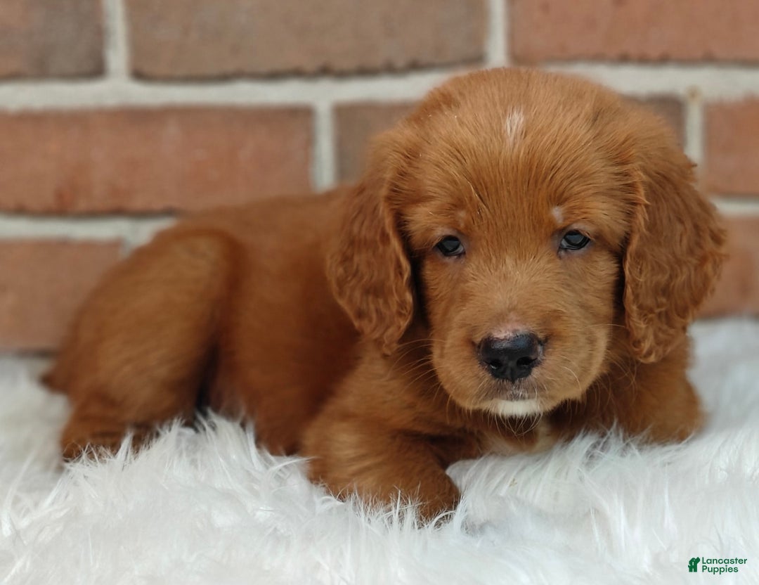 Goldendoodle dogs for sale: River - Image 24