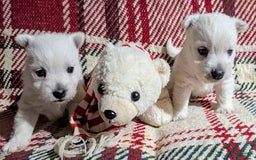 West Highland Terrier dogs for sale: Chip - Image 8