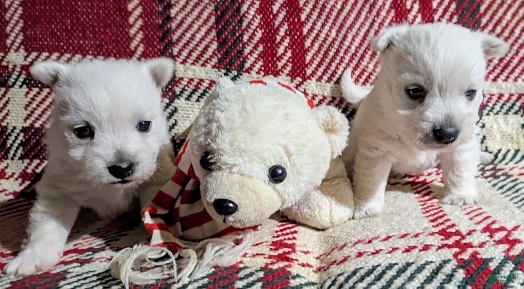 West Highland Terrier dogs for sale: Chip - Image 8