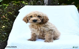 Cockapoo dogs for sale: Popper - Image 3