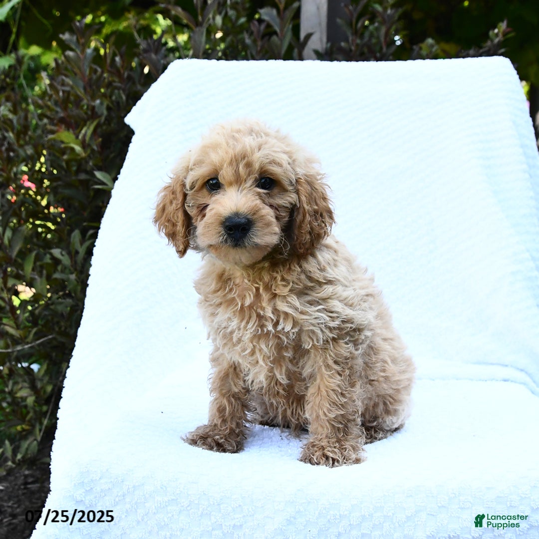 Cockapoo dogs for sale: Popper - Image 3