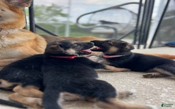 German Shepherd dogs for sale: Fern - Image 6
