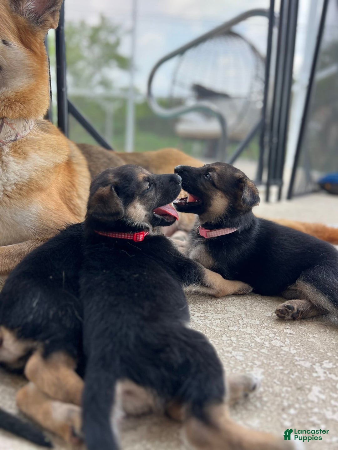 German Shepherd dogs for sale: Fern - Image 6