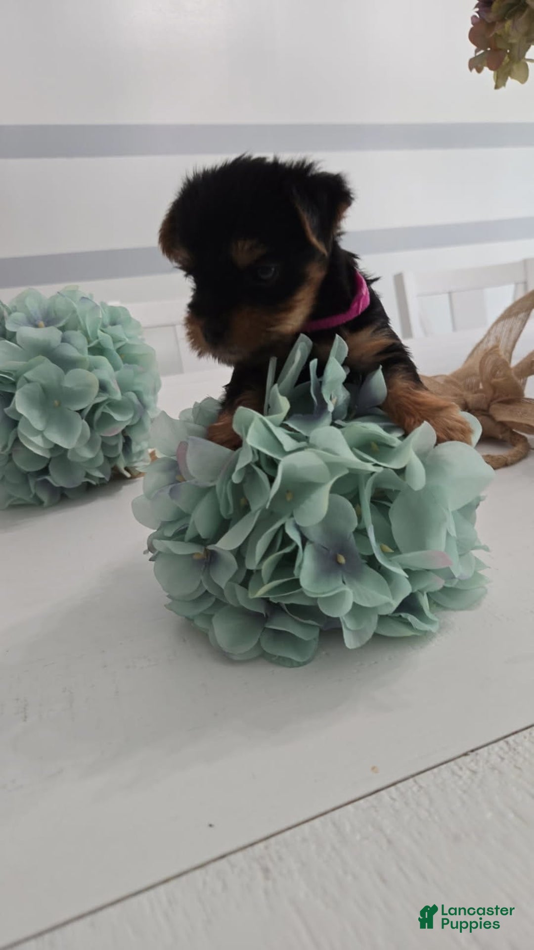 Yorkshire Terrier dogs for sale: Lily - Image 1