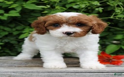 Cavapoo dogs for sale: Cavapoo 5 puppies - Image 13