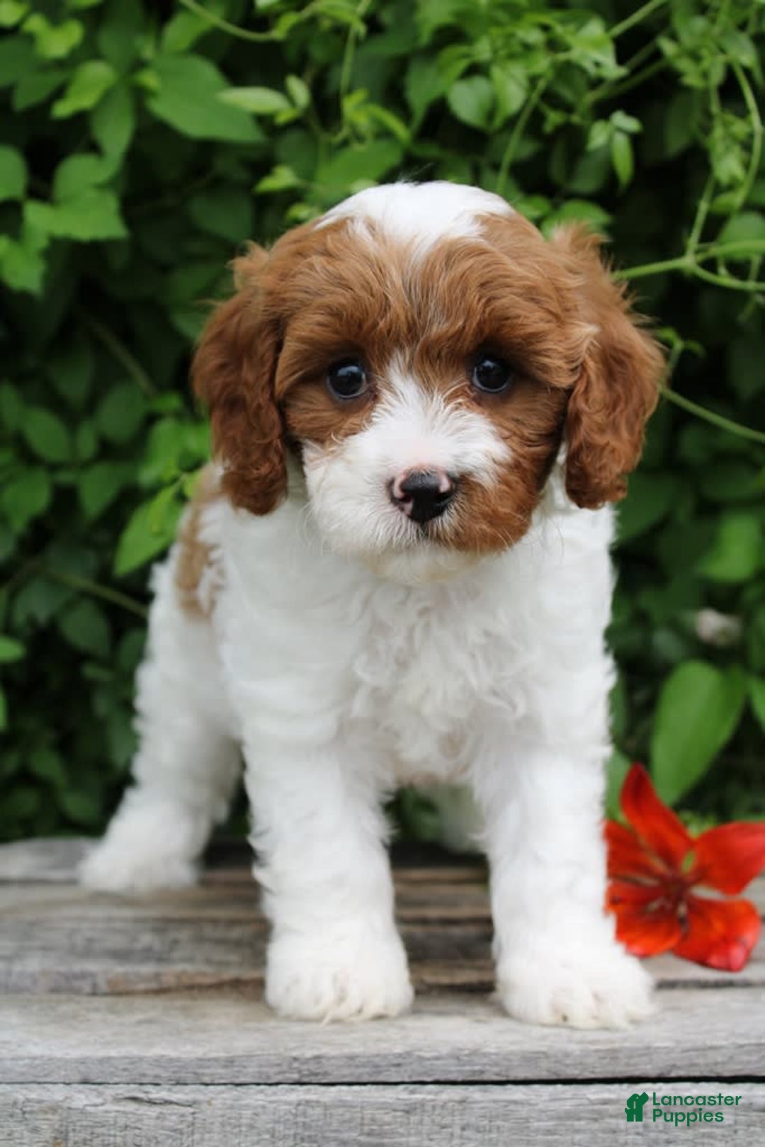 Cavapoo dogs for sale: Cavapoo 5 puppies - Image 13