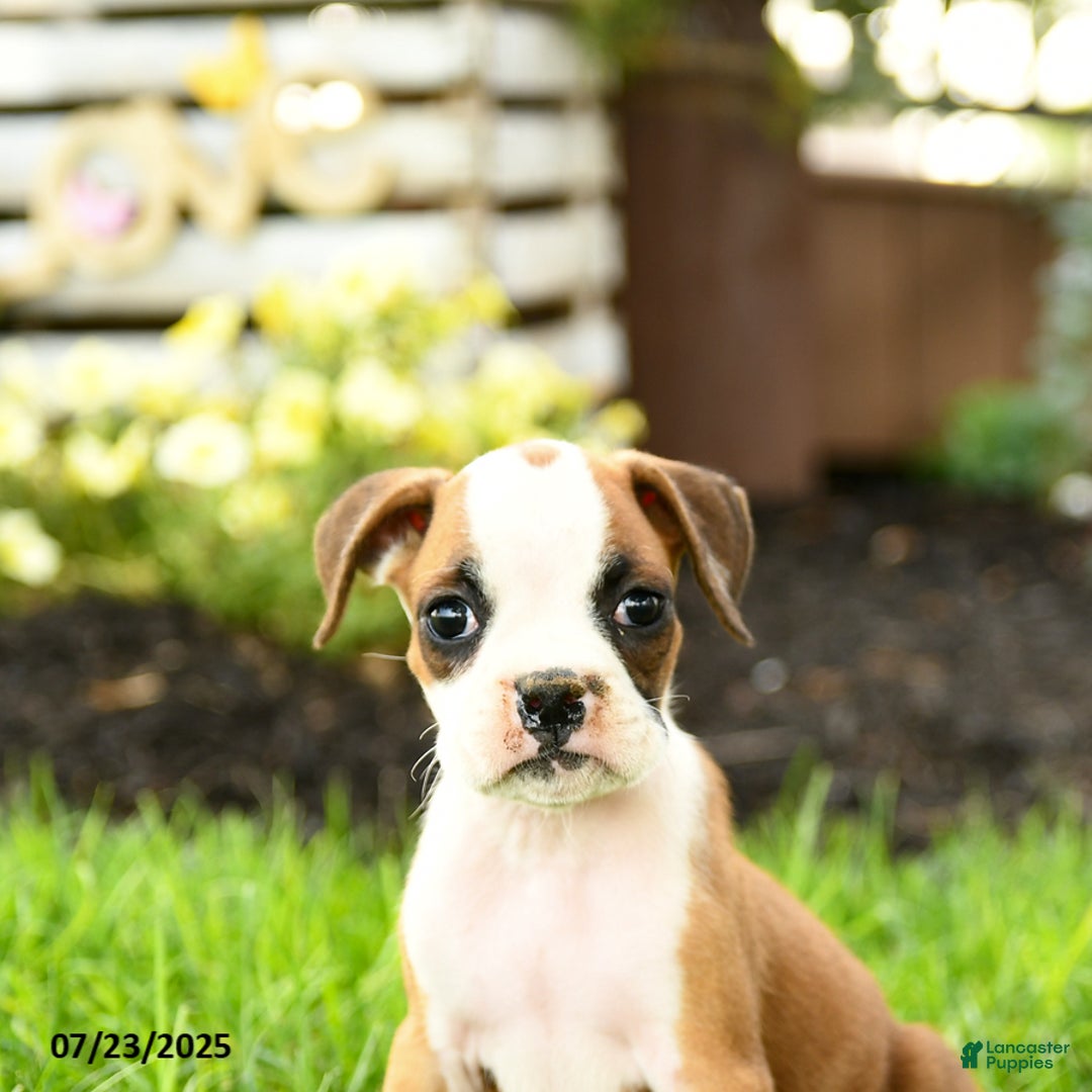 Boxer dogs for sale: Emerald - Image 1