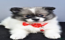 Pomeranian dogs for sale: Sanford - Image 6