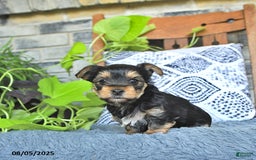 Yorkshire Terrier dogs for sale: Rosie - Image 2