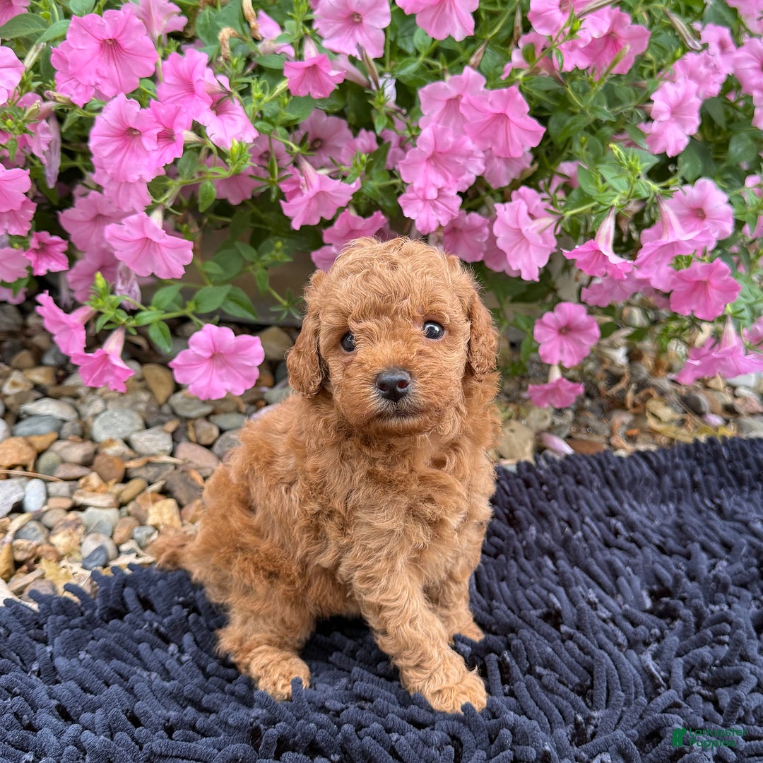 Toy Poodle dogs for sale: Beau - Image 2
