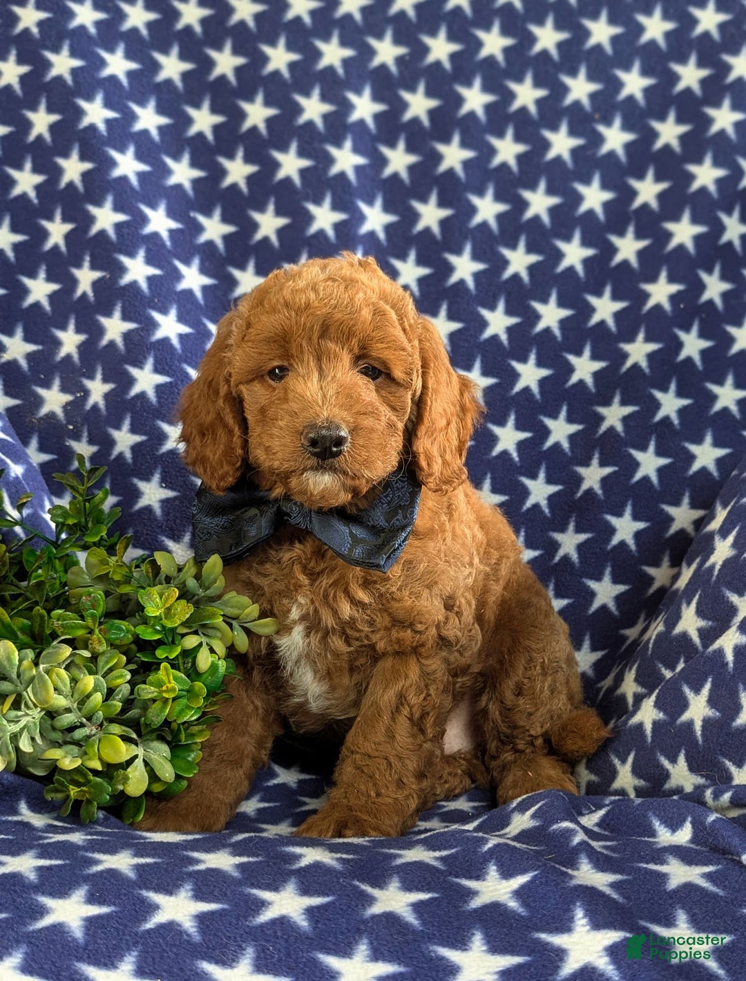 Mini Goldendoodle dogs for sale: Hunter Hypoallergenic - Image 3