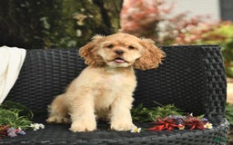 Cocker Spaniel dogs for sale: Kayla - Image 12
