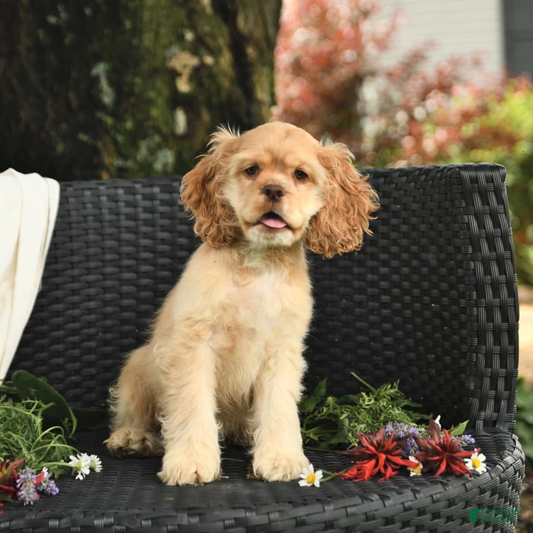 Cocker Spaniel dogs for sale: Kayla - Image 12