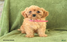 Cavapoo dogs for sale: Coco - Image 1