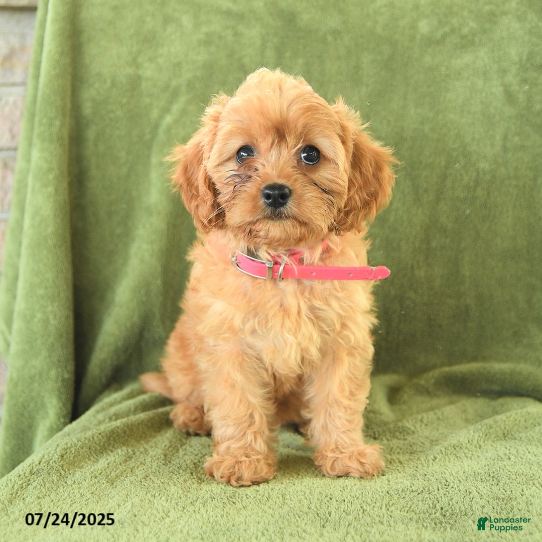 Cavapoo dogs for sale: Coco - Image 1