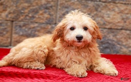 Havapoo dogs for sale: Vinny - Image 6