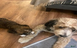 Bernedoodle dogs for sale: Meatball - Image 12