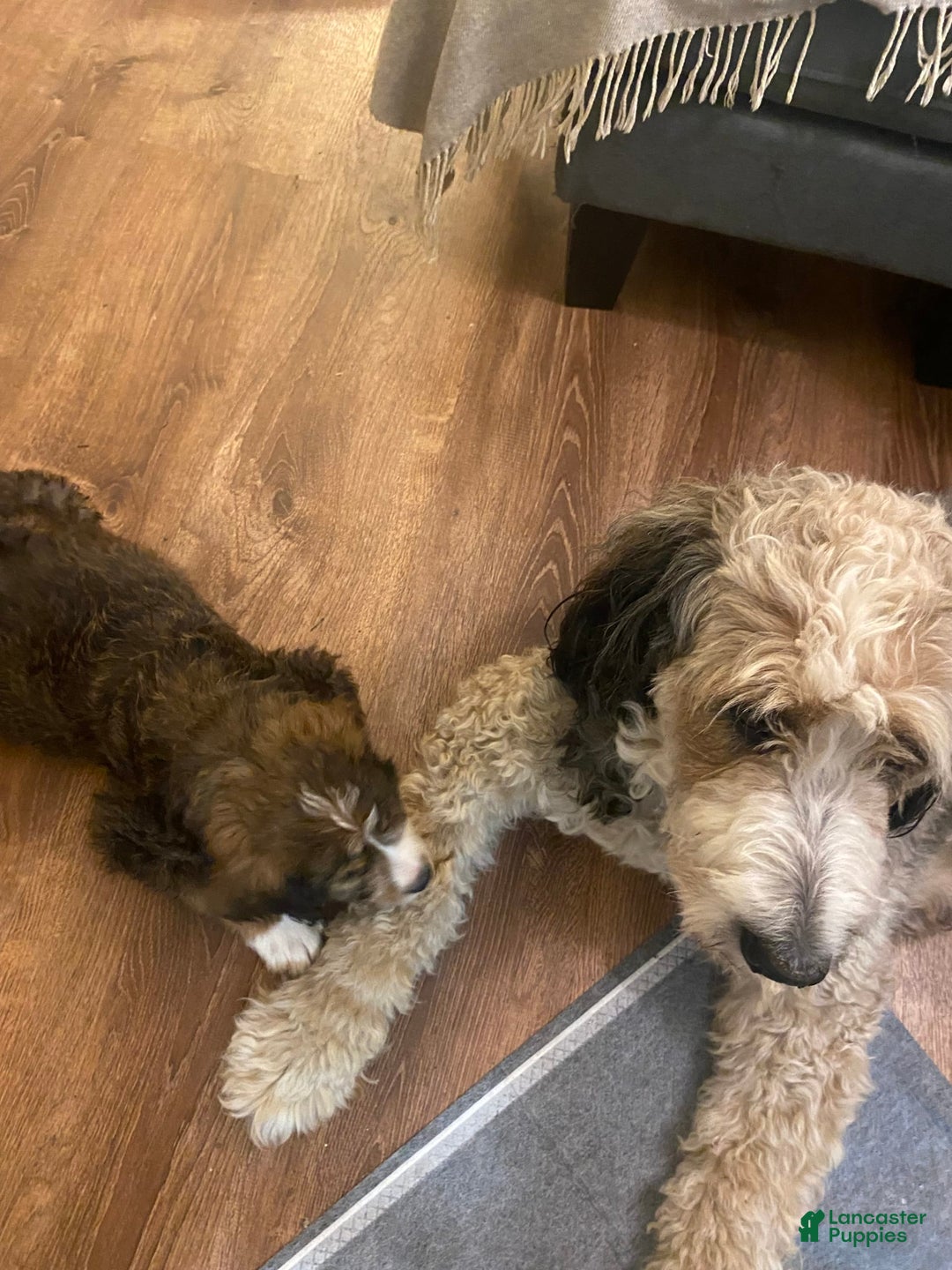 Bernedoodle dogs for sale: Meatball - Image 12