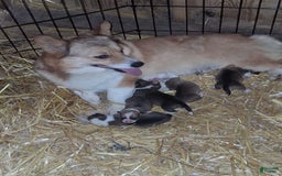 Welsh Corgi Pembroke dogs for sale: Female 1 - Image 2