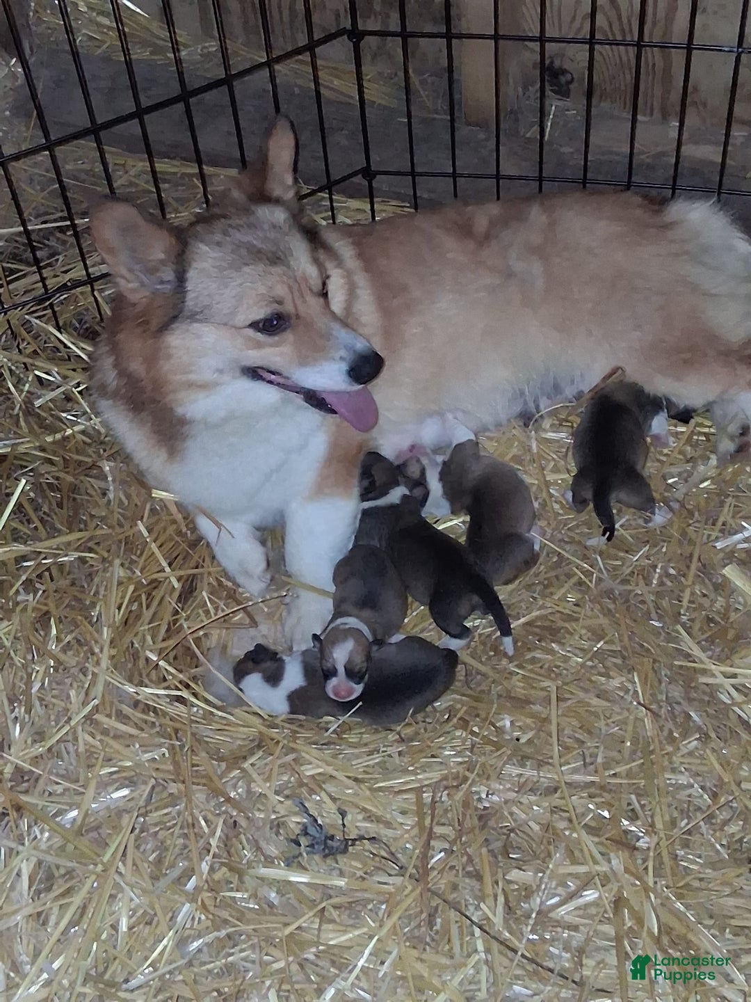 Welsh Corgi Pembroke dogs for sale: Female 1 - Image 2