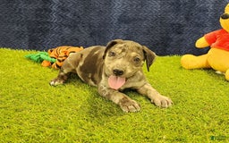 Catahoula Leopard Dog dogs for sale: Duchess 2025 Female 6 - Image 2