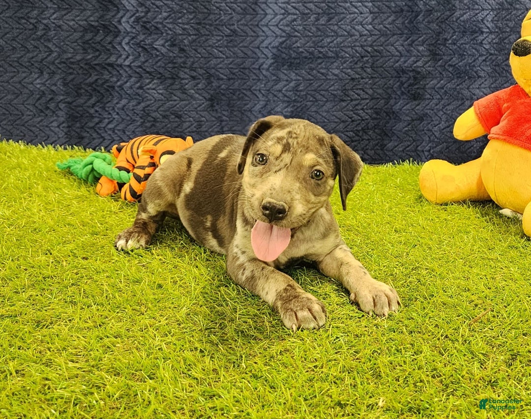 Catahoula Leopard Dog dogs for sale: Duchess 2025 Female 6 - Image 2