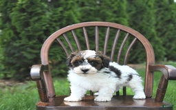 Miniature Poodle dogs for sale: Tucker Extra Small - Image 4