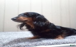 Miniature Dachshund dogs for sale: Scott - Image 8