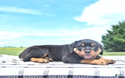 Rottweiler dogs for sale: Duke - Image 6