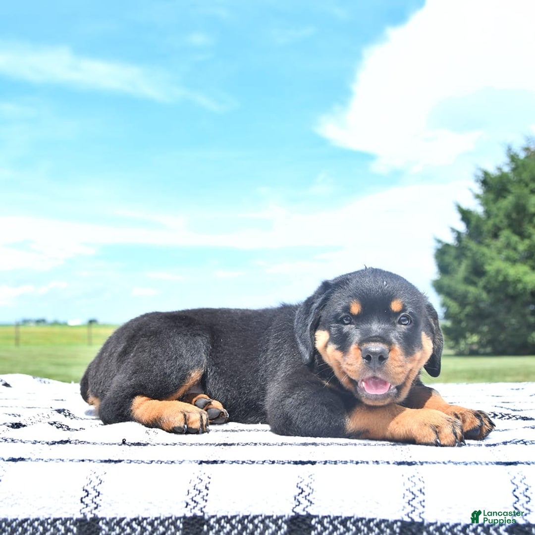 Rottweiler dogs for sale: Duke - Image 6