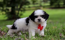 Shihpoo dogs for sale: Landon - Image 1