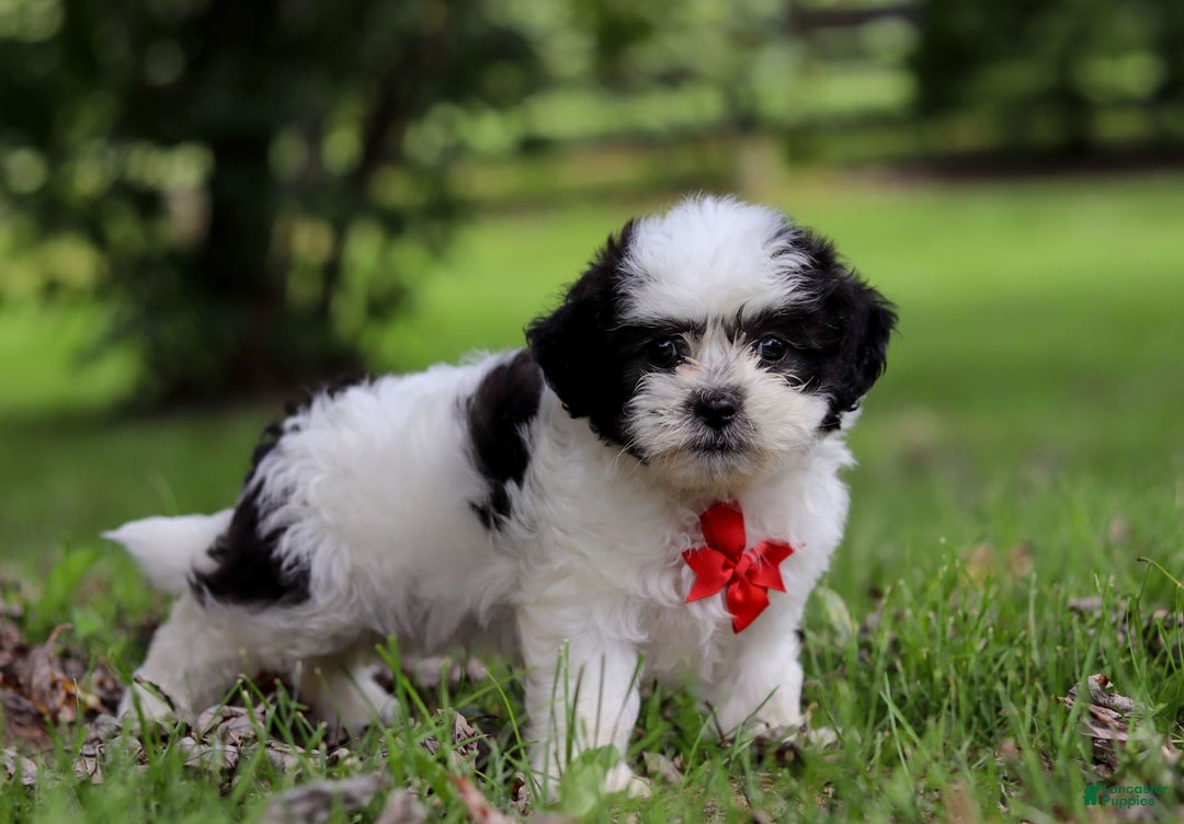 Shihpoo dogs for sale: Landon - Image 1