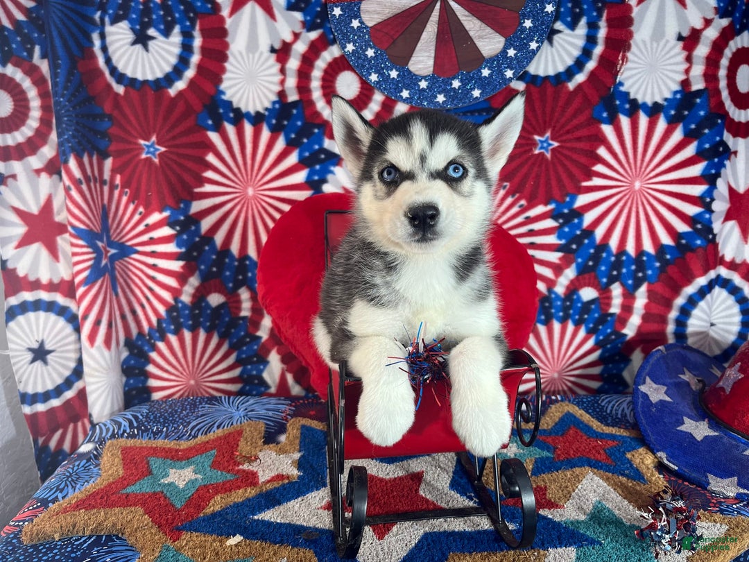 Siberian Husky dogs for sale: rocky - Image 2