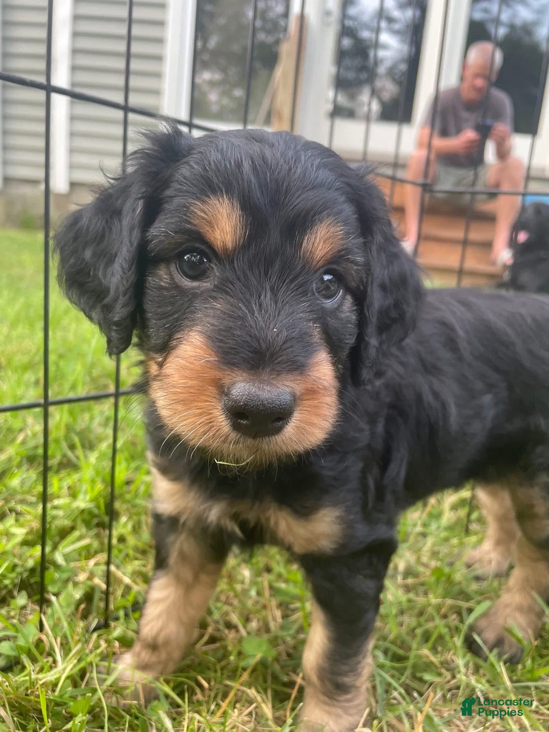  dogs for sale: Winston - Image 1