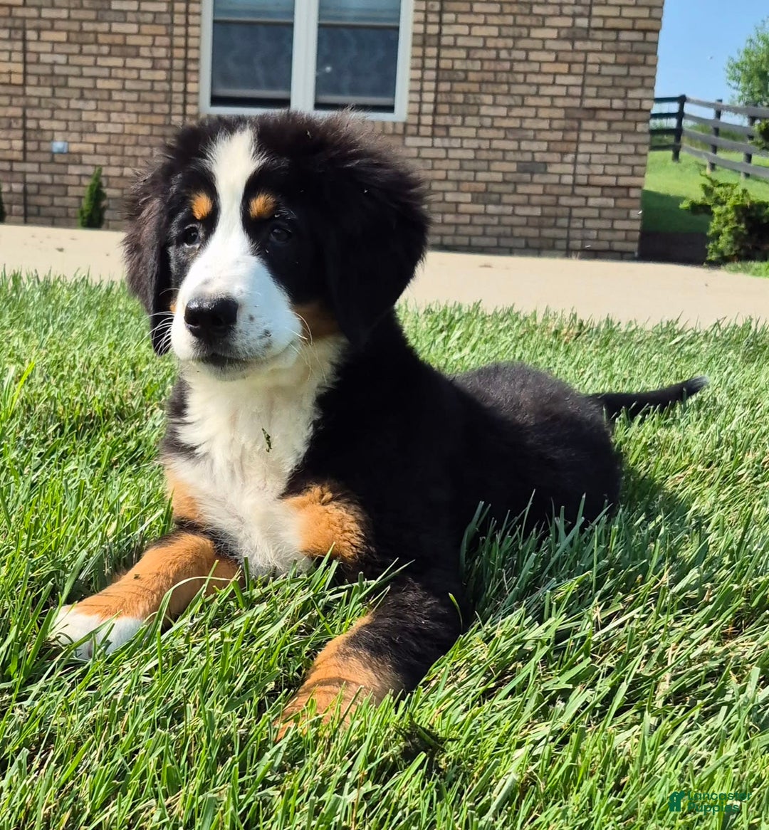 Bernese Mountain Dog dogs for sale: Ivy - Image 12