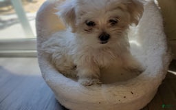 Maltese dogs for sale: Papaya - Image 6