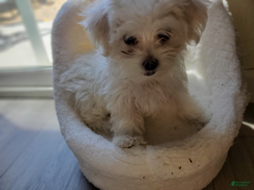 Maltese dogs for sale: Papaya - Image 6