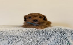 Toy Poodle dogs for sale: Pure Breed Toy Poodle Boy - Image 2