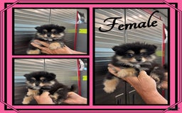 Alaskan Klee Kai dogs for sale: Velvet - Image 3