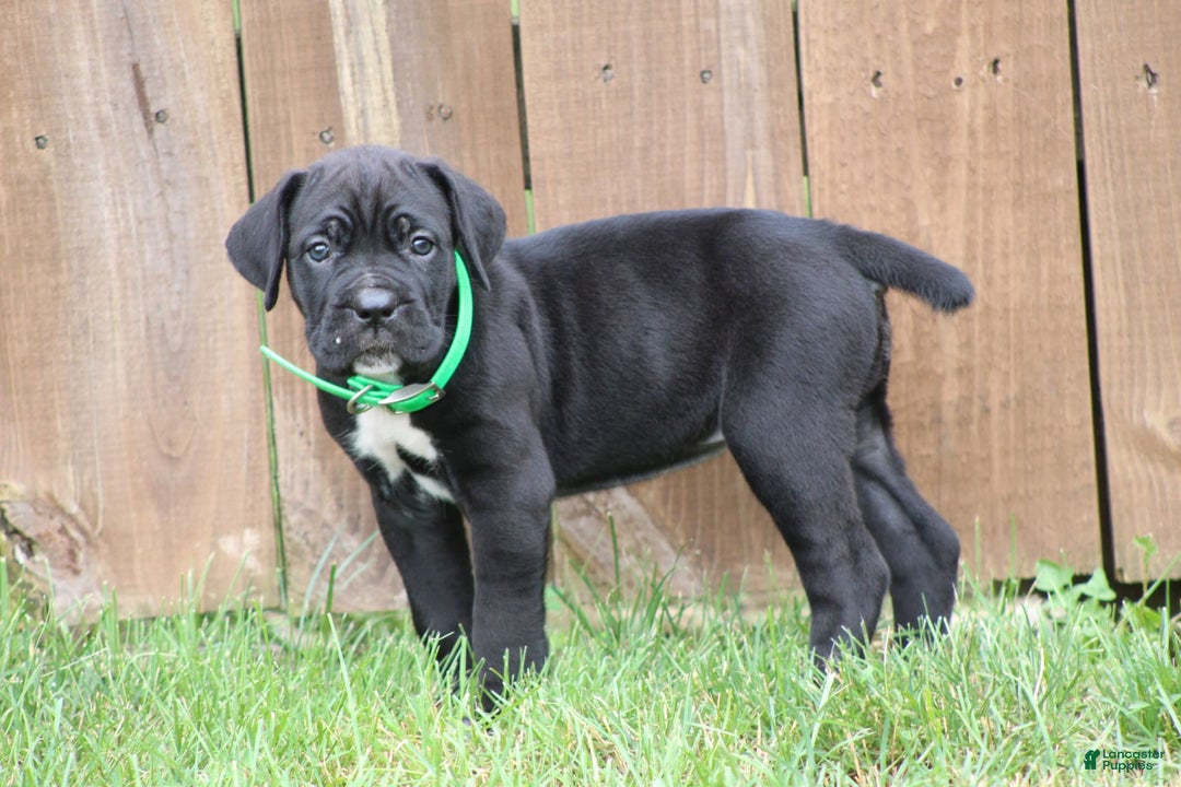 Cane Corso dogs for sale: Summer - Listing for pets: Samson, Mya, Zeus, Summer - Image 4