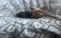 Yorkshire Terrier dogs for sale: Tiny Tim - Image 5